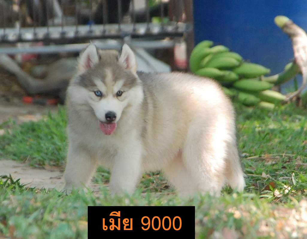 ขายไซบีเรียนฮัสกี้แท้ วูลลี่ 5500-9000