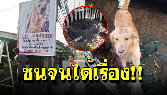 เจ้าของลงทุนปริ้นต์ไวนิล ประกาศตามหา เจ้างี่เง่า สุนัขสุดที่รัก