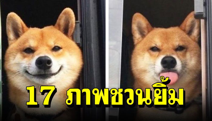 เปิด 17 ภาพชวนยิ้มของเหล่าเจ้าตูบ ทำให้เรายิ้มตามได้