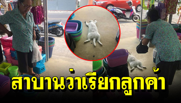 “อิแย้ม” แมวกวักช่วยเรียกลูกค้า ที่ไม่เคยทำอะไรเลยนอกจากนอน