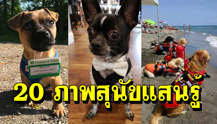 20 ภาพสุนัขแสนรู้ ไม่ได้มีดีแค่หน้าตา แต่ยังขยันช่วยเจ้าของทำงาน
