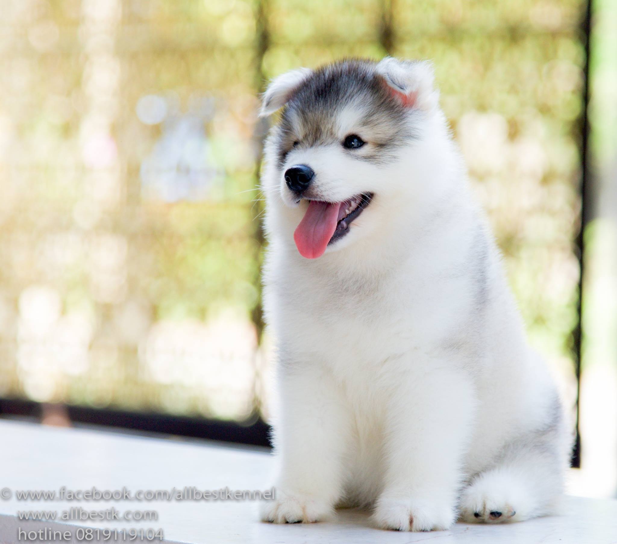 ฟาร์มไซบีเรียนอันดับ1 ในประเทศไทยAllbest kennel คัดคุณภาพเกรดดีที่สุดเพื่อคุณ