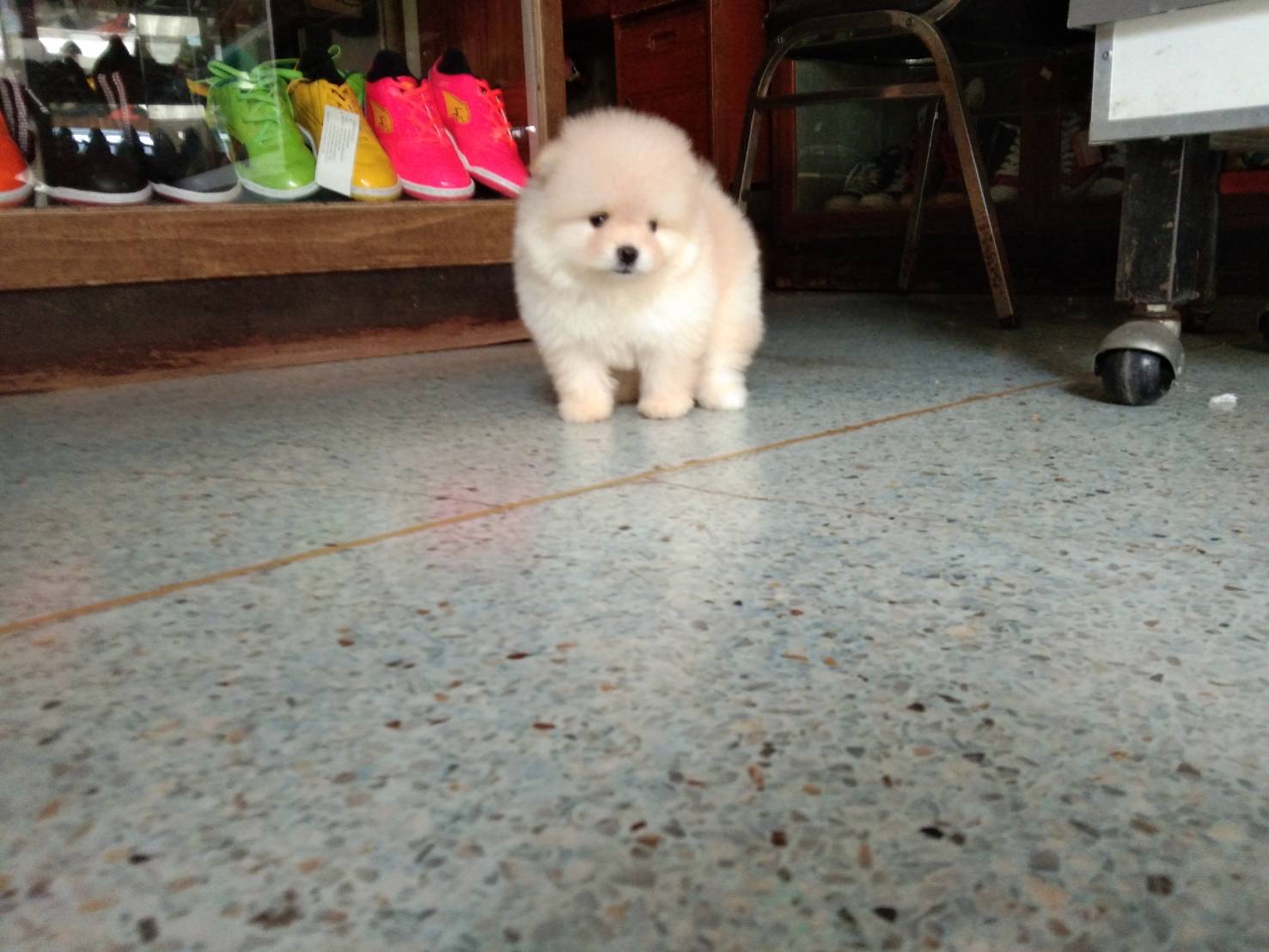 ปอม หน้าหมี เพศหญิง 12500