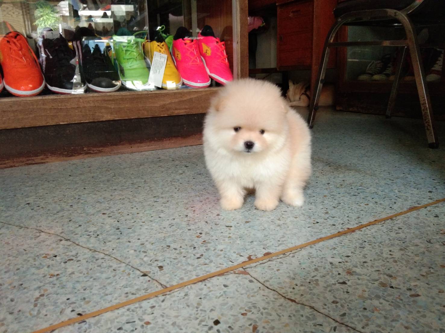 ปอม หน้าหมี เพศหญิง 12500