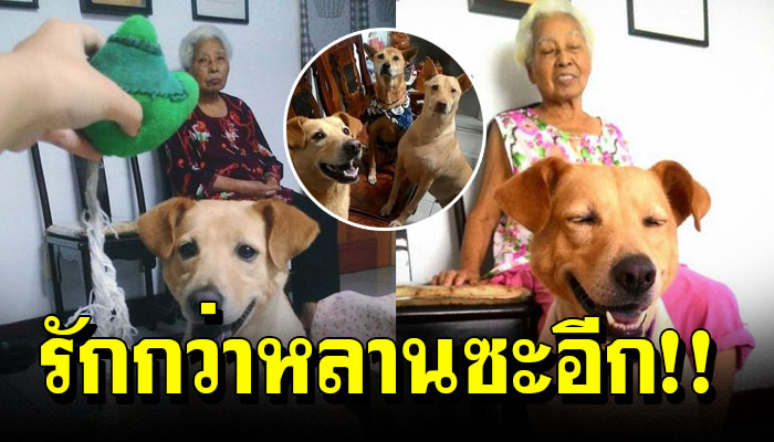 หลานพาสุนัขเข้าบ้านวันแรก ยายบอกจะโยนมันทิ้ง ผ่านไปปีครึ่ง รักมากกว่าหลานซะอีก
