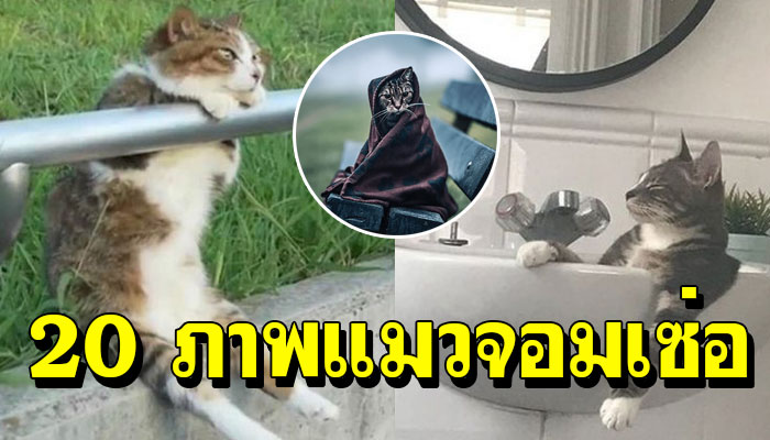 20 ภาพแมวจอมเซ่อ ที่ทำให้คุณยิ้ม และมีเสียงหัวเราะ