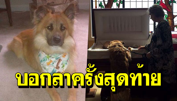 เจ้าตูบแสนเศร้า เกาะโลงศพ เพื่อบอกลาพ่อที่จากไปเป็นครั้งสุดท้าย