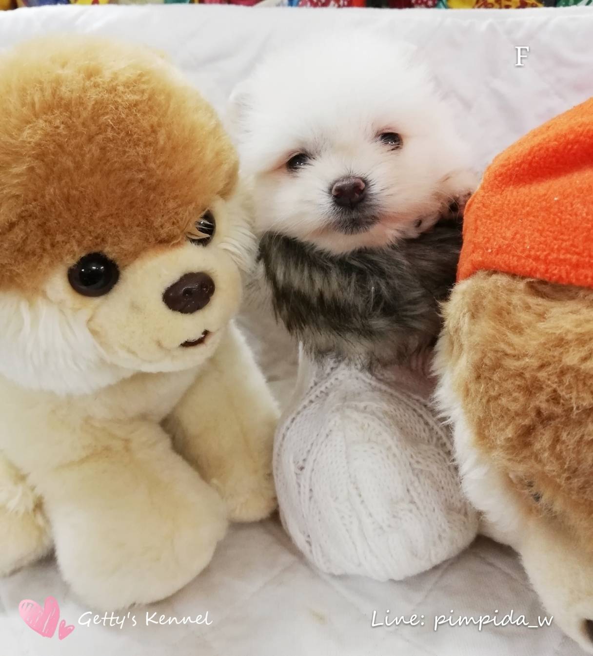 น้องปอมเพศเมีย สีขาว ไซส์เล็ก หน้าสั้น ขนแน่นๆ ราคา8,500