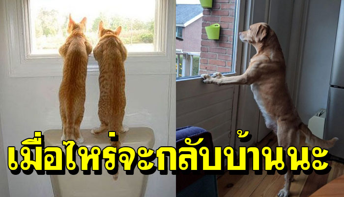 18 ภาพสัตว์เลี้ยงที่รอเจ้าของกลับบ้าน แทบไม่ไหว ต้องเฝ้าถึงหน้าประตู