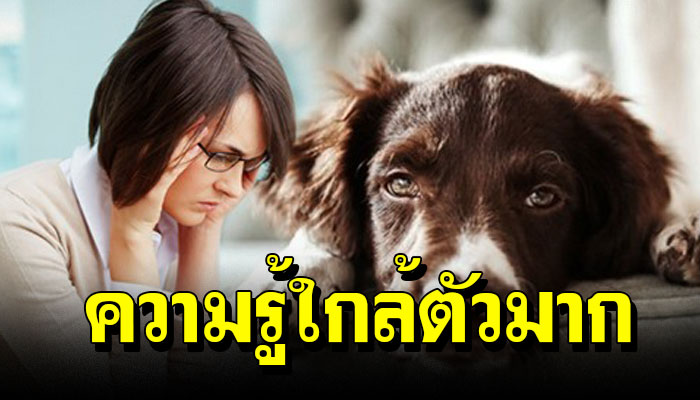 งานวิจัยเผย "สุนัขแสนรัก" จะมีระดับความเครียด สัมพันธ์กับเจ้าของ
