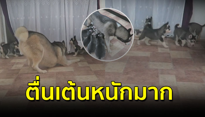 พ่อฮัสกี้เจอลูกๆ ครั้งแรก ตื่นเต้นหนักมาก เล่นกับลูกจนลืมไปเลยว่าเป็นพ่อ