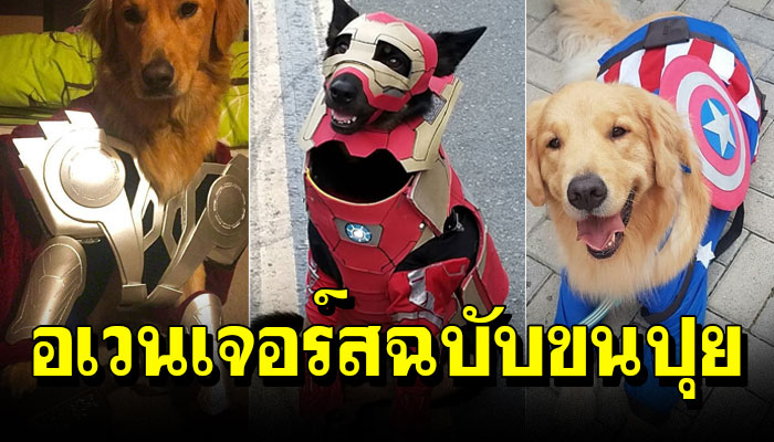 15 ภาพเหล่าอเวนเจอร์สฉบับขนปุย ทีมที่น่ารักที่สุดในจักรวาลพร้อมรบแล้ว