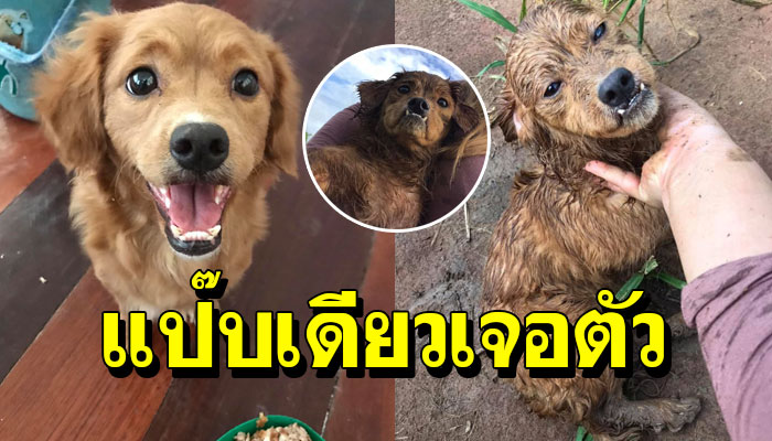 หมาน้อยหายเจ้าของหายังไงก็ไม่เจอ จนเธอไป “บน” เท่านั้นแหละ แป๊บเดียวเจอตัว