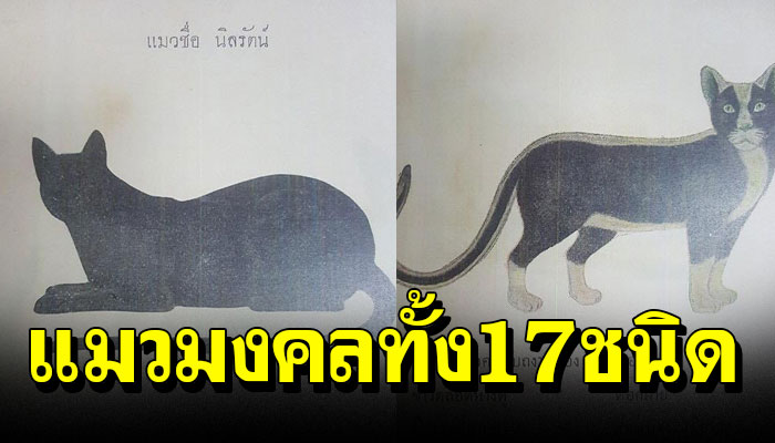 เปิดตำราดูลักษณะ แมวมงคลทั้ง17ชนิด ถ้าเลี้ยงเอาไว้จะช่วยเสริมดวงให้กับผู้เลี้ยง