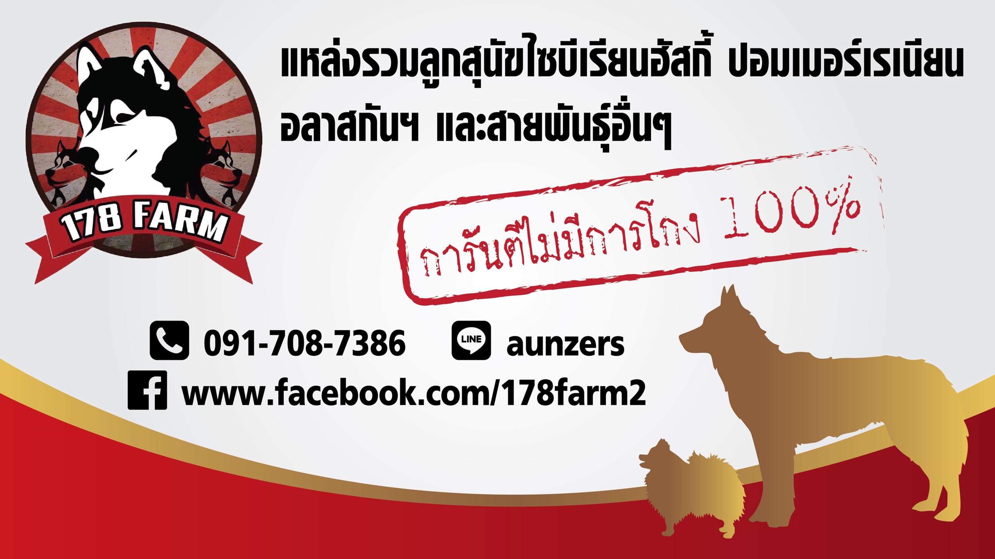ไซบีเรียน แท้100%