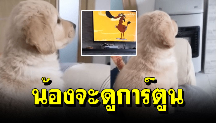 พ่อแม่ไม่ยอมตื่นมาเล่นด้วย เจ้าตูบเลยนั่งดูการ์ตูน แล้วก็ไม่สนใจพ่อแม่อีกเลย
