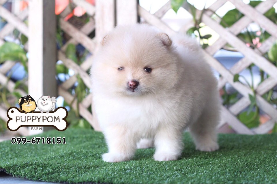 ขายน้องปอมเพศผู้ หน้าสั้น ขนแน่น วัคซีนแล้ว 1 เข็ม