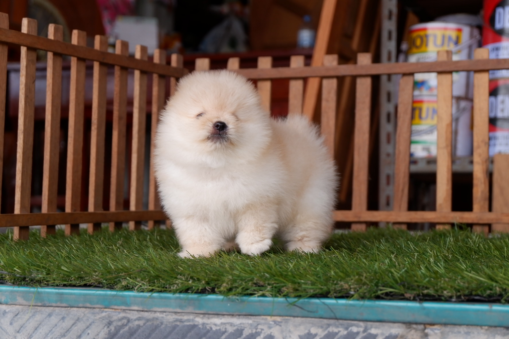 ปอมหน้าหมีราคาถูก