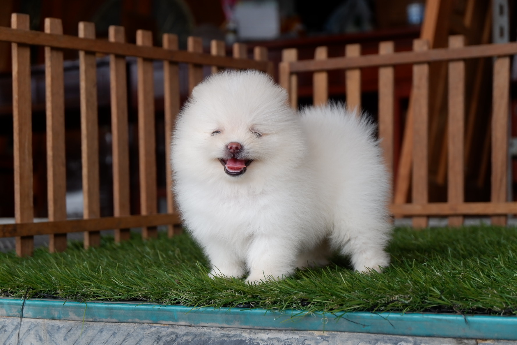 ปอมแท้ราคาถูก