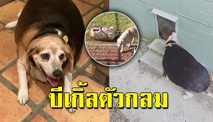 ‘บีเกิ้ลตัวกลม’ ลงเอยในศูนย์พักพิง แต่มันไม่หมดหวัง ฮึดสู้ลดความอ้วน