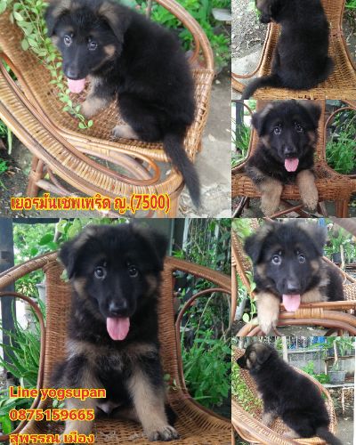 เยอรมันเชพเพริดสวยๆ เพศ เมีย ยังว่าง ค่ะ  จ.สุพรรณบุรี เมือง