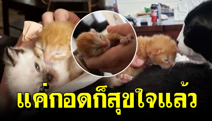 ‘ลูกแมวกำพร้า’ พบความสุข หลังได้กอดพี่แมวที่ได้รับการช่วยเหลือเหมือนกัน