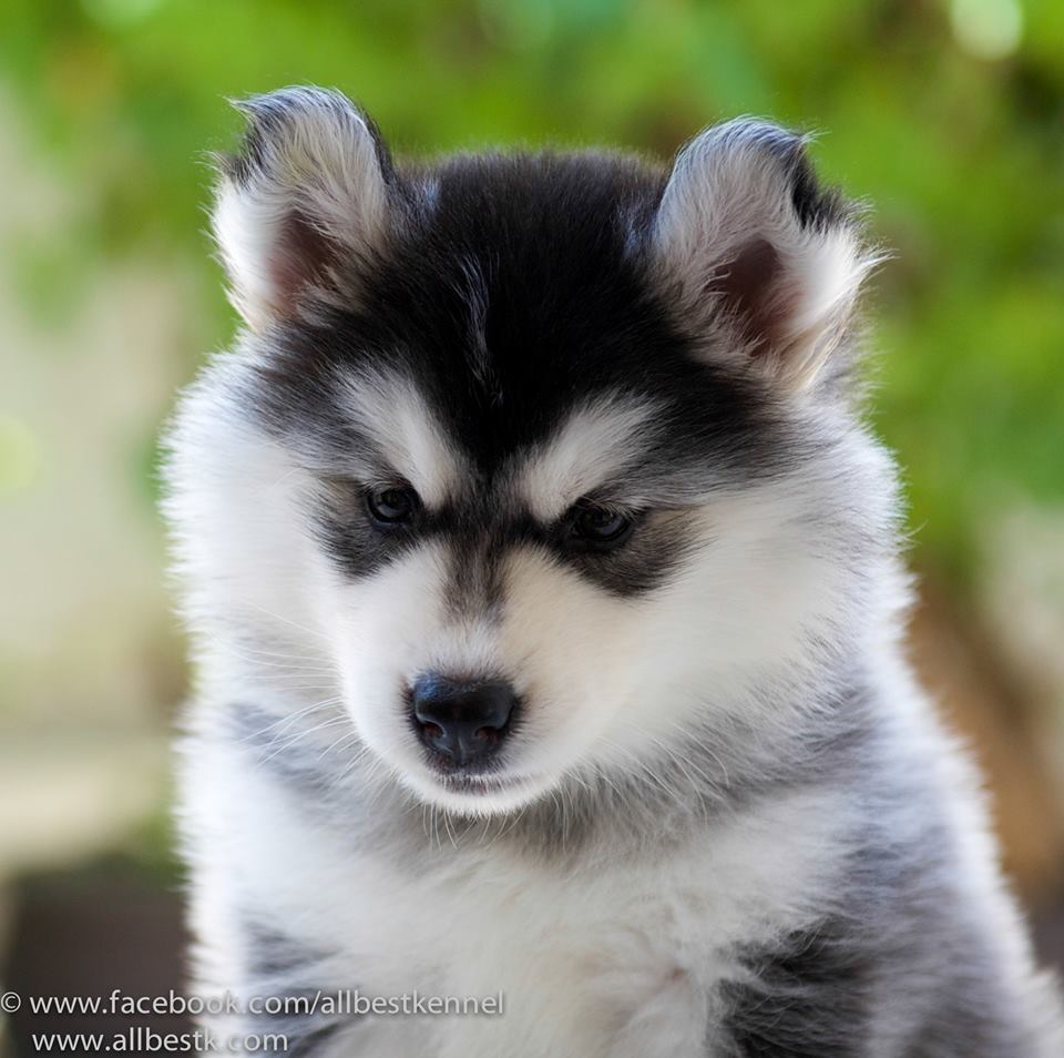 ไซบีเรียนเข้าใหม่หลายคอก น้องหมาสุดน่ารักขี้เล่นที่ใครเลี้ยงเป็นต้องหลง