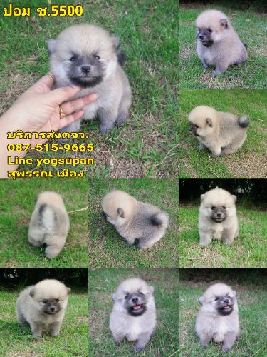 ปอม ปอม แท้ เพศ ช. อายุ 45 วัน  5500 บาท จ.สุพรรณ เมือง 087-515-9665