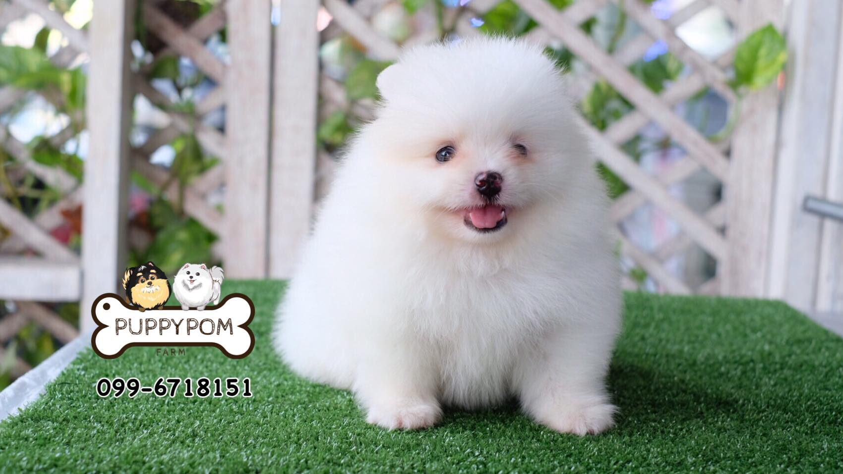 หาบ้านให้น้องปอมเพศผู้ หน้าหวาน เกรดสวย