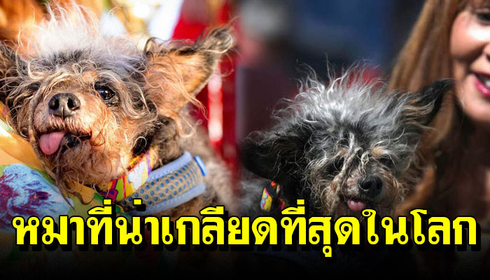 เผยโฉมหน้าของผู้ครองตำแหน่ง ‘หมาที่น่าเกลียดที่สุดในโลก’ ประจำปี 2019