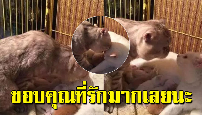 แม่แมวอ่อนเพลียจากการคลอดลูก พ่อแม่จึงเข้าไปหาและมอบความรักให้