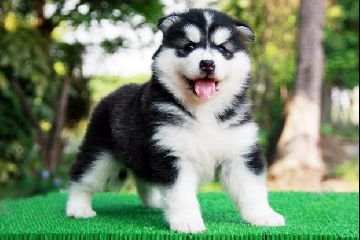 น้องหมาไซบีเรียน ฟาร์มอันดับหนึ่งในไทย คัดเกรดมาแล้วทุกตัวเพื่อคุณ