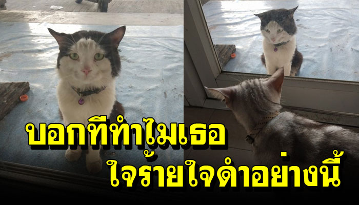 เหมียวหนุ่มสุดช้ำ ตามเฝ้าสาวในฝันอยู่แรมปี สุดท้ายถูกหนุ่มหน้ามนแย่งไปเฉย