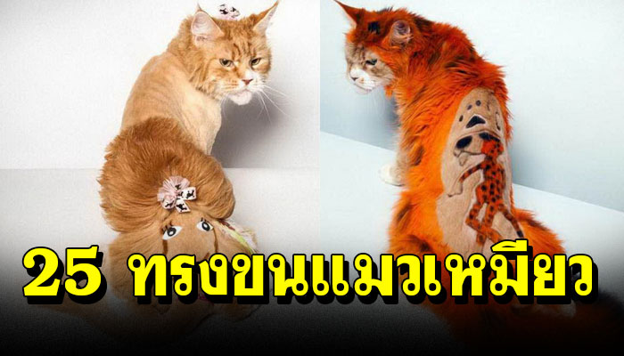 25 ทรงขนแมวเหมียว ที่ไม่เหมือนใครให้โลก