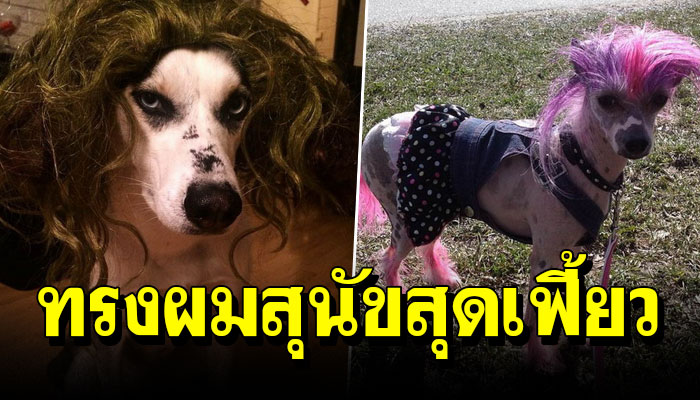22 ทรงผมสุนัขสุดเฟี้ยว ที่เห็นแล้วต้องลองทำให้เจ้าตูบที่บ้านสักครั้ง