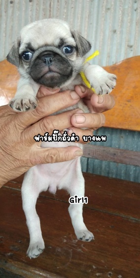 ชอบก็ทัก รักก็บอก  เบาๆ ..ปั๊ก