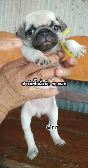 ชอบก็ทัก รักก็บอก  เบาๆ ..ปั๊ก