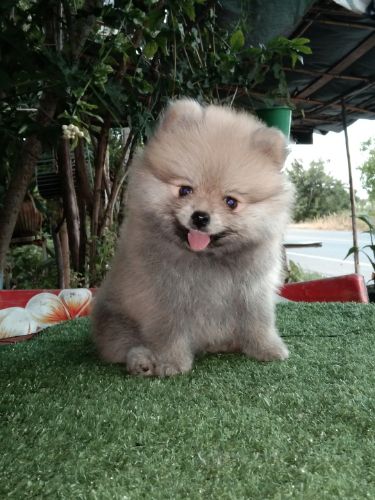 ปอมปอม แท้ เพศ ญ.  กำลังน่ารัก ราคา 5900  วัคซีนแล้วมีสมุด