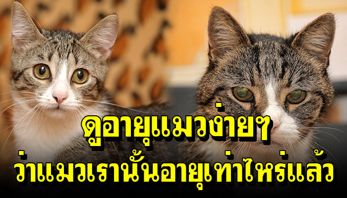 วิธีดูง่ายๆ ว่าแมวของเราอายุเท่าไหร่แล้ว