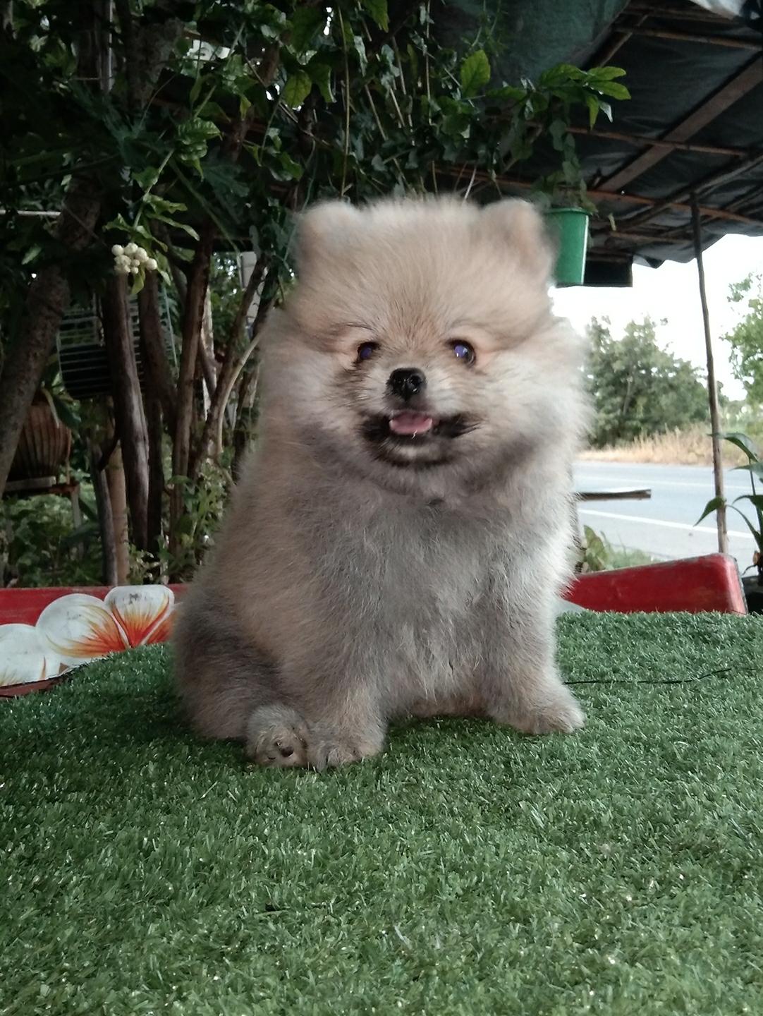 ปอม ปอม เพศ เมีย  พร้อมย้ายบ้าน  5900 บาท