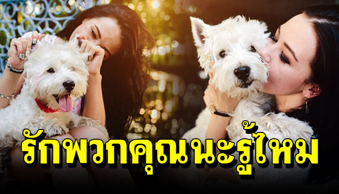 รักพวกคุณนะรู้ไหม!! 5 สิ่งที่บ่งบอกว่าสุนัขก็รักคุณเหมือนกัน