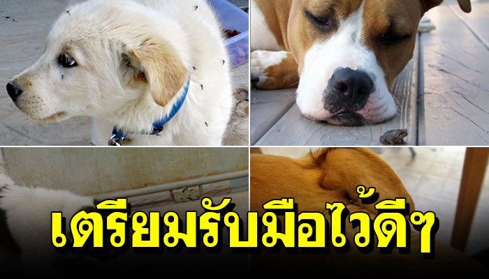 เตรียมรีบมือให้ดี!! อันตรายจากสัตว์ร้ายที่มากับสายฝน ที่ไม่เป็นมิตรกับเจ้าตูบ