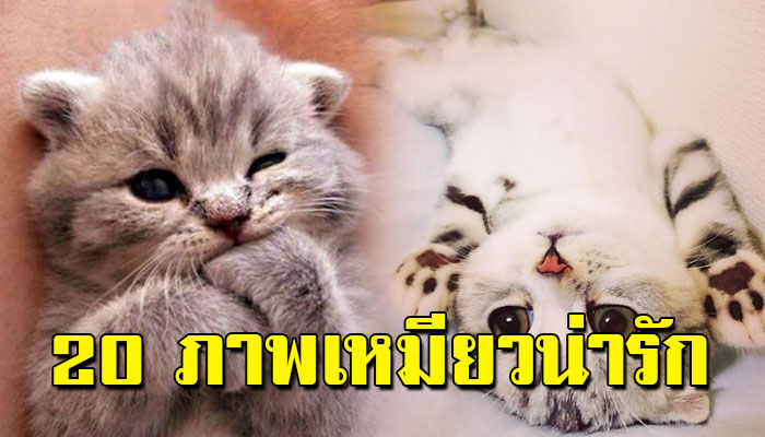 20 ภาพ “ลูกแมวน้อย” น่ารักที่เห็นแล้ว อยากเอามาครอบครอง