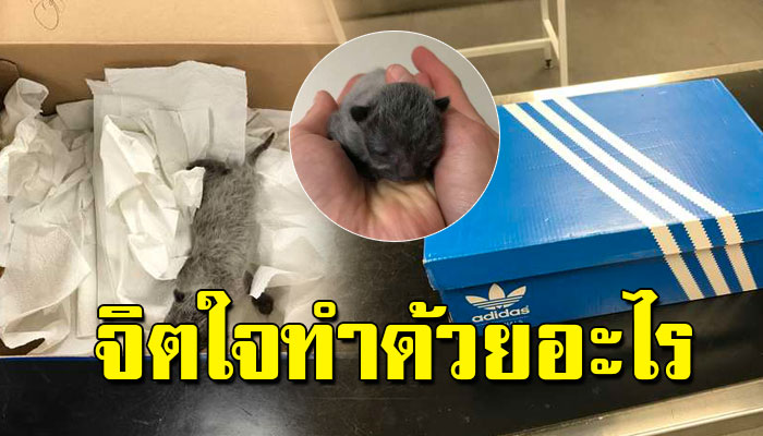 หนุ่มถึงกับงง เมื่อกลับบ้านได้เจอ ‘ลูกแมวแรกเกิด’ ถูกทิ้งในกล่องรองเท้า