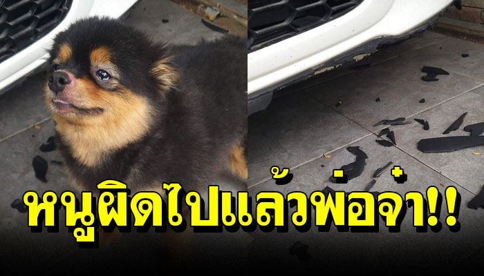 หมดไปเท่าไหร่แล้ว!! กับคำว่าน้องยังเด็ก น้องหมาบีบน้ำตาหลังกัดรถคุณพ่อพัง