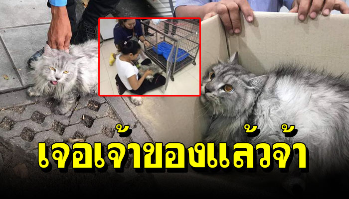 สาวช่วยแมว แมวเปอร์เซีย ตกจากใต้ท้องรถแท็กซี่ ส่ง รพ. ล่าสุดเจอเจ้าของแล้ว