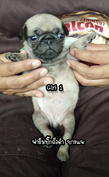 ชอบก็ทัก รักก็บอก เบาๆ ..ปั๊ก