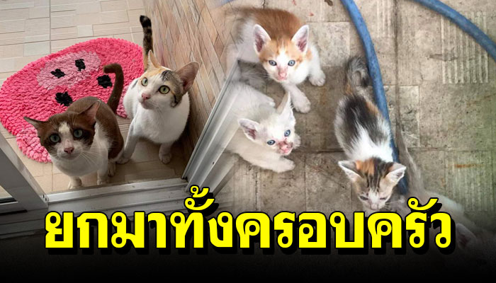 เนียนมาก เหมียวจรจัดหอบลูกหลาน มาเคาะประตูให้เลี้ยงถึงหน้าบ้านทาสแมว