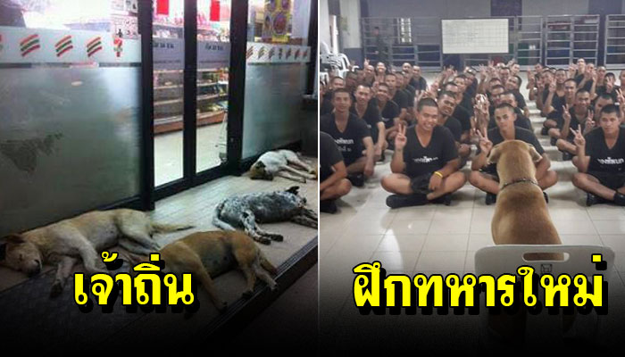 20 ภาพสุดฮาของหมาไทย ที่เราจะไม่ยอมเห็นรูปพวกนี้คนเดียวแน่ๆ