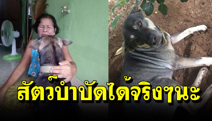 สาวโพสต์แม่ป่วยโรคร้าย หมอบอกให้ทำใจ แต่เธอกลับหายป่วยได้เพราะหมาจรที่เลี้ยงไว้